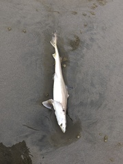 Mustelus henlei