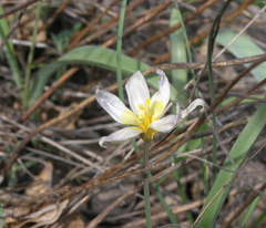 Tulipa patens