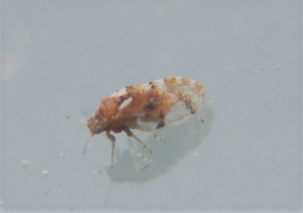 Ameroscena mexicana