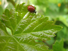 Cycloneda fulvipennis