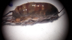 Talitroides topitotum