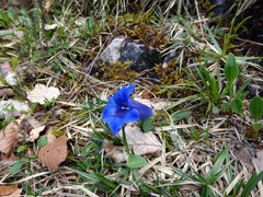 Gentiana clusii