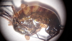 Talitroides topitotum