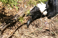 Acrantophis dumerili