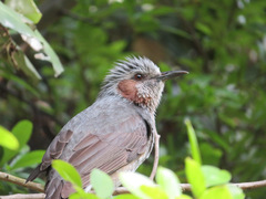 Hypsipetes amaurotis