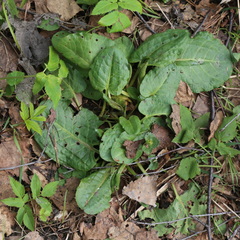 Rumex obtusifolius