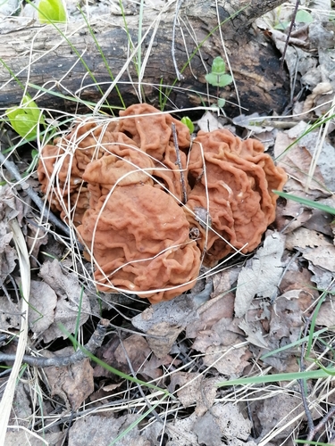 Didysis bobausis nuotrauka