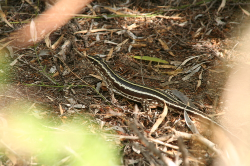 Three-lined Girdled Lizard