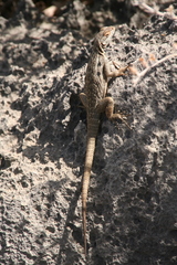Oplurus quadrimaculatus
