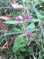 Stachys chamissonis cooleyae