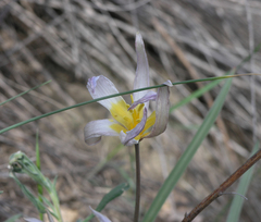 Tulipa patens