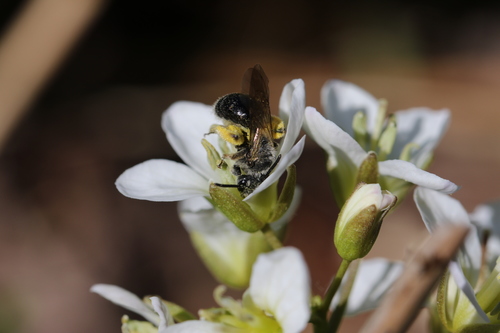 Black-haired Miner Bee