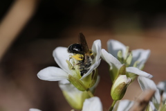 Andrena nigrihirta
