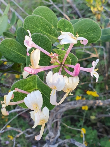 Lonicera image