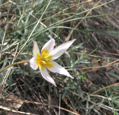 Tulipa patens