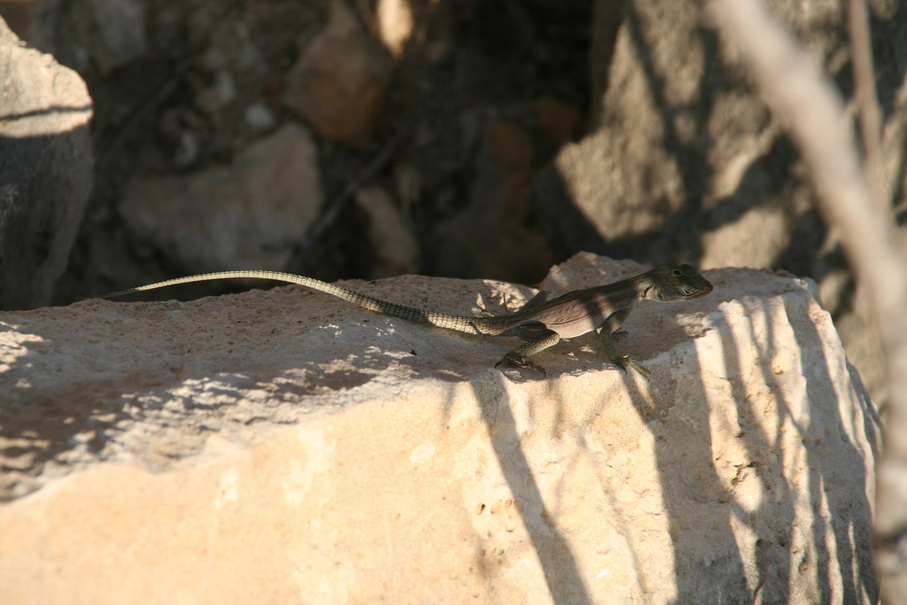 Anzamala Madagascar Swift