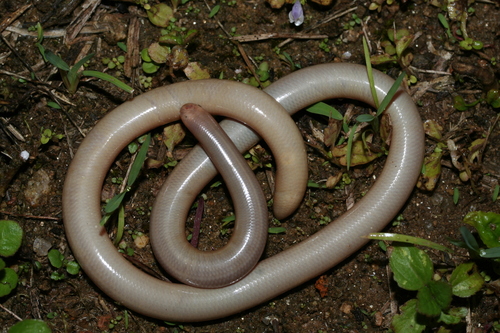 Madatyphlops rajeryi