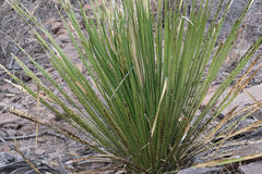 Dasylirion leiophyllum
