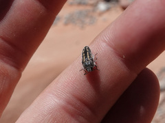 Acmaeodera pubiventris