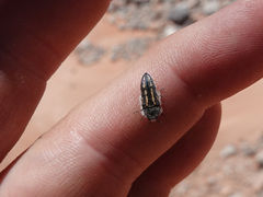 Acmaeodera pubiventris