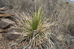Dasylirion leiophyllum