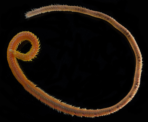 taxonomy_inaturalist image for Goniada brunnea