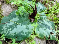 Trillium decumbens