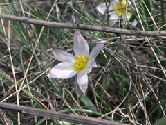 Tulipa patens