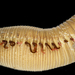 Travisiidae - Photo (c) smithsonian_marinegeo, some rights reserved (CC BY-NC-SA), uploaded by smithsonian_marinegeo