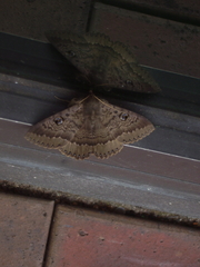 Dasypodia cymatodes