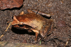 Plethodontohyla inguinalis