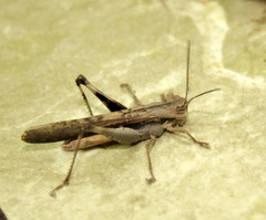 Morphacris fasciata