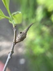 Amphibolips acuminata