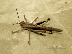 Morphacris fasciata
