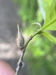 Amphibolips acuminata
