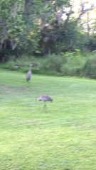 Grus canadensis image
