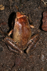 Plethodontohyla inguinalis