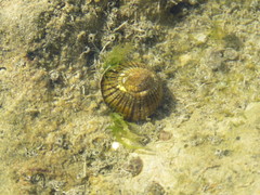 Siphonaria lessonii