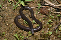 Domergue's Sand Worm Snake photo 1