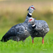 Southern Screamer - Photo (c) Guillermo Menéndez, some rights reserved (CC BY-NC)