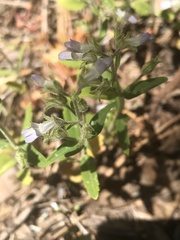 Collinsia childii
