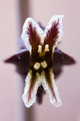 Streptanthus glandulosus glandulosus