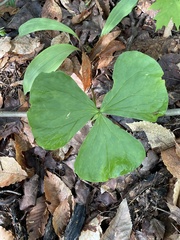 Trillium flexipes
