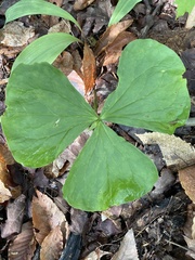Trillium flexipes