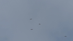 Leucophaeus pipixcan