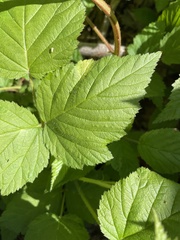 Rubus phoenicolasius