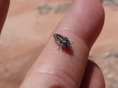 Acmaeodera pubiventris