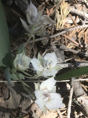 Calochortus westonii