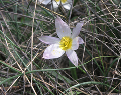 Tulipa patens