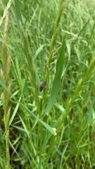 Athous haemorrhoidalis